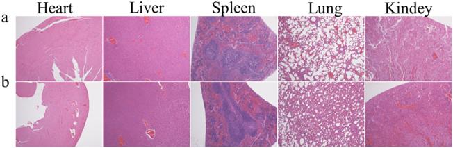 https://cdn.ncbi.nlm.nih.gov/pmc/blobs/bad8/6517535/81fb2acad28f/gr7.jpg