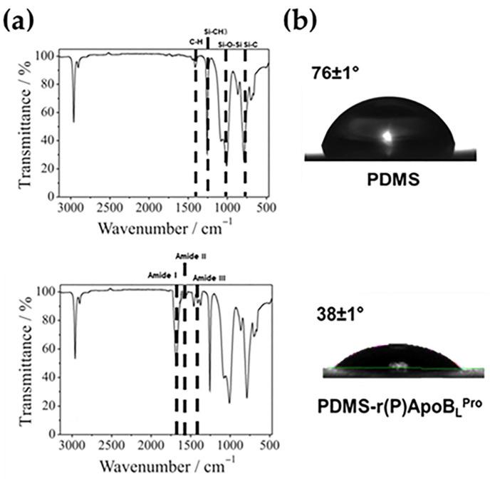https://cdn.ncbi.nlm.nih.gov/pmc/blobs/bad9/9103716/12847f467d52/ijms-23-05219-g001.jpg