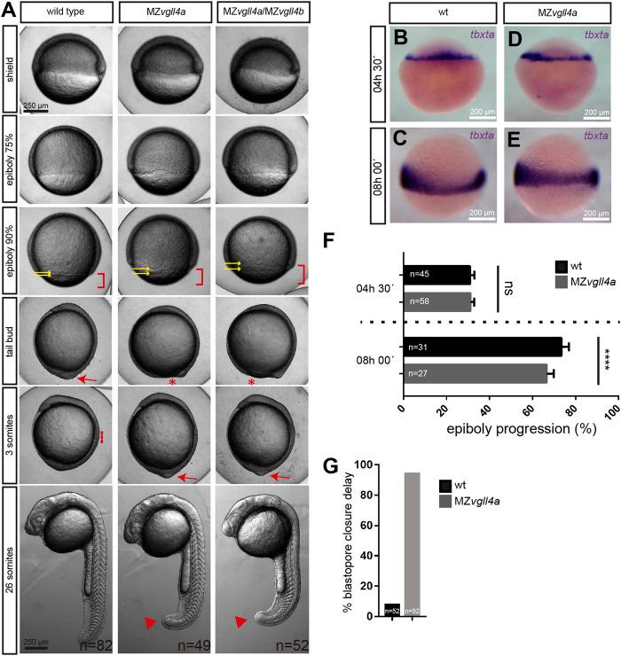 https://cdn.ncbi.nlm.nih.gov/pmc/blobs/bada/10912589/ba1562f7068b/fcell-12-1362695-g001.jpg