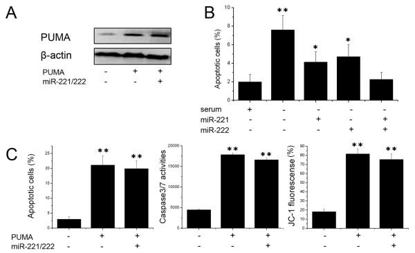 https://cdn.ncbi.nlm.nih.gov/pmc/blobs/bada/2939570/253f7aec90a7/1476-4598-9-229-3.jpg