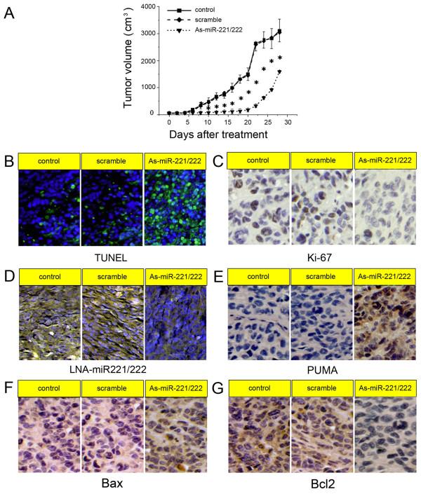 https://cdn.ncbi.nlm.nih.gov/pmc/blobs/bada/2939570/74cd2cf21688/1476-4598-9-229-4.jpg