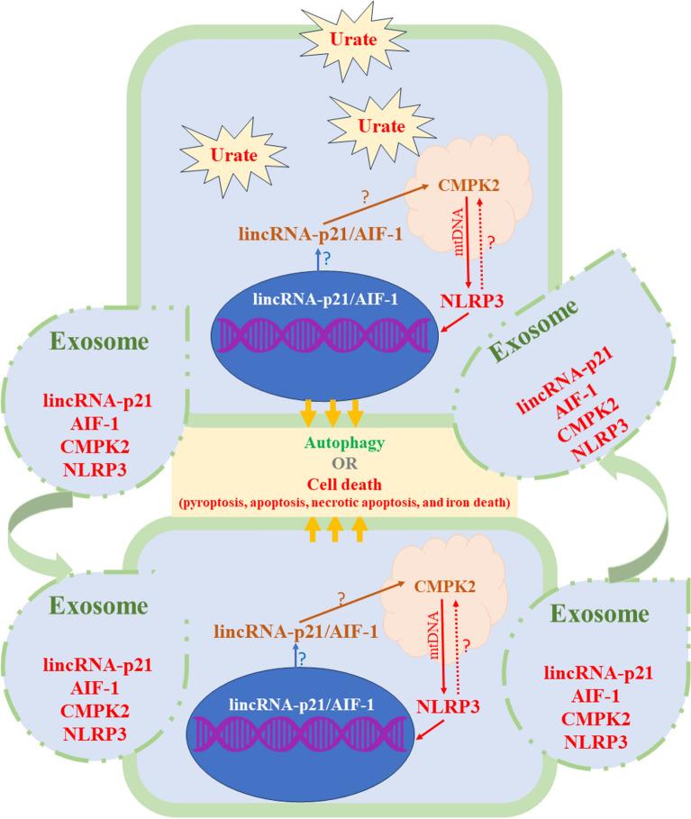 https://cdn.ncbi.nlm.nih.gov/pmc/blobs/badc/11300820/1397a6c452bc/41598_2024_69323_Fig1_HTML.jpg