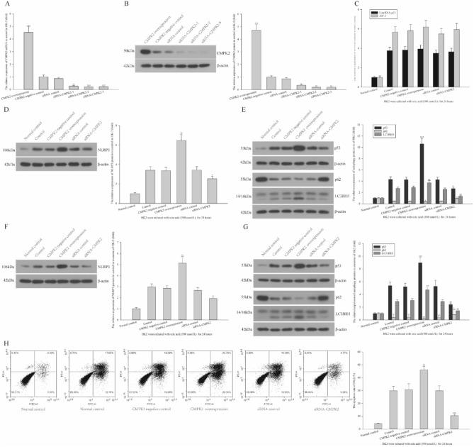 https://cdn.ncbi.nlm.nih.gov/pmc/blobs/badc/11300820/3b0f10018e85/41598_2024_69323_Fig6_HTML.jpg