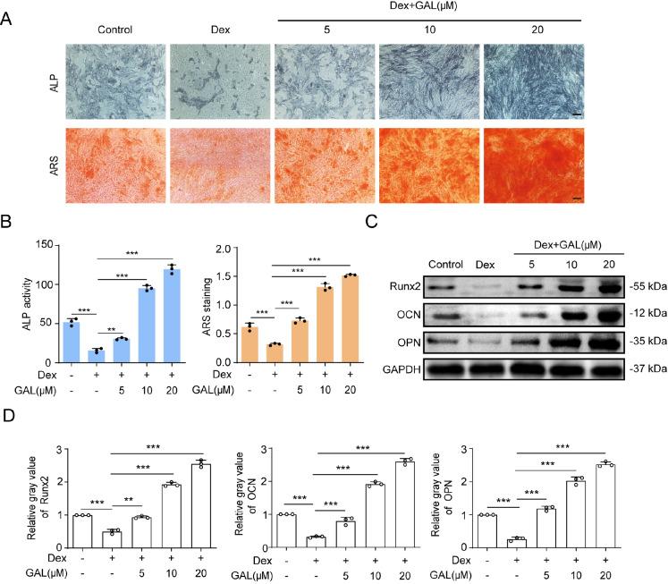 https://cdn.ncbi.nlm.nih.gov/pmc/blobs/badd/10448057/878462e5dd8f/abbs-2022-698-t3.jpg