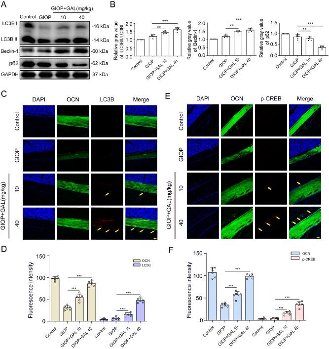 https://cdn.ncbi.nlm.nih.gov/pmc/blobs/badd/10448057/c6f8c1d8ef05/abbs-2022-698-t6.jpg