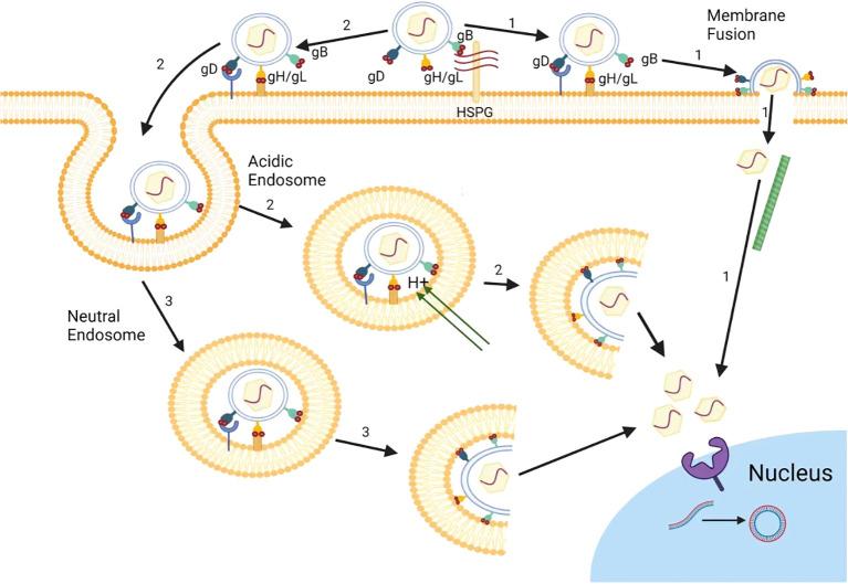 https://cdn.ncbi.nlm.nih.gov/pmc/blobs/bade/10800978/5c564ede8a6f/fcimb-13-1302096-g001.jpg