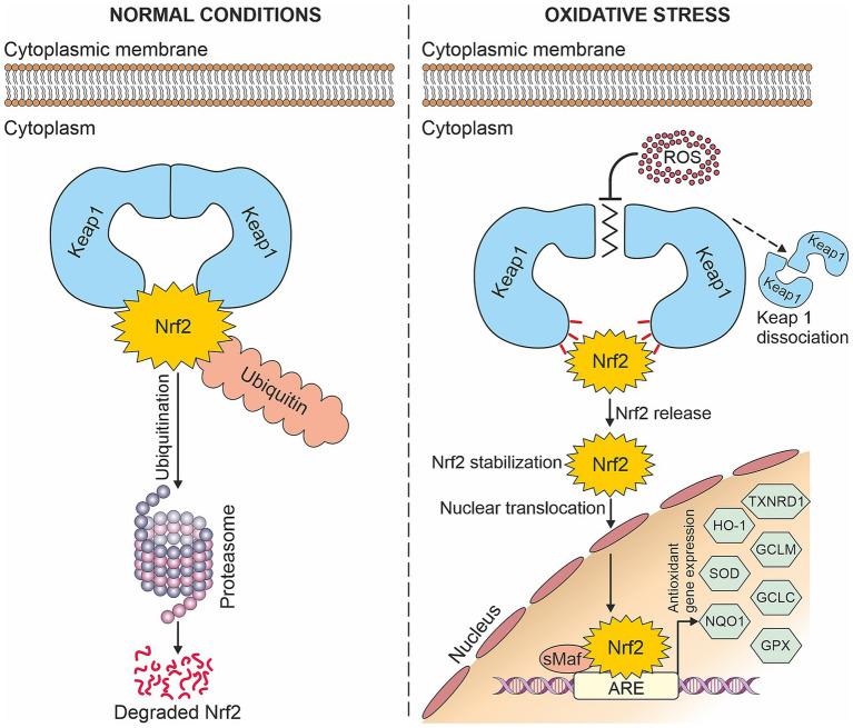 https://cdn.ncbi.nlm.nih.gov/pmc/blobs/bade/12081257/be3b085e7d9e/fmed-12-1492256-g001.jpg