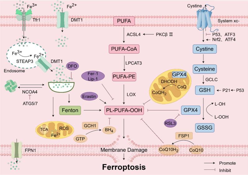https://cdn.ncbi.nlm.nih.gov/pmc/blobs/bae1/11663363/4fed2b1fcefc/12967_2024_5881_Fig1_HTML.jpg