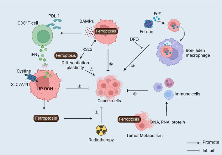 https://cdn.ncbi.nlm.nih.gov/pmc/blobs/bae1/11663363/ae18826d1b2d/12967_2024_5881_Fig4_HTML.jpg
