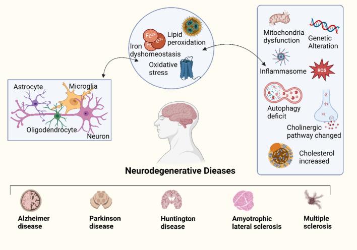 https://cdn.ncbi.nlm.nih.gov/pmc/blobs/bae1/11663363/af06894d86c2/12967_2024_5881_Fig3_HTML.jpg