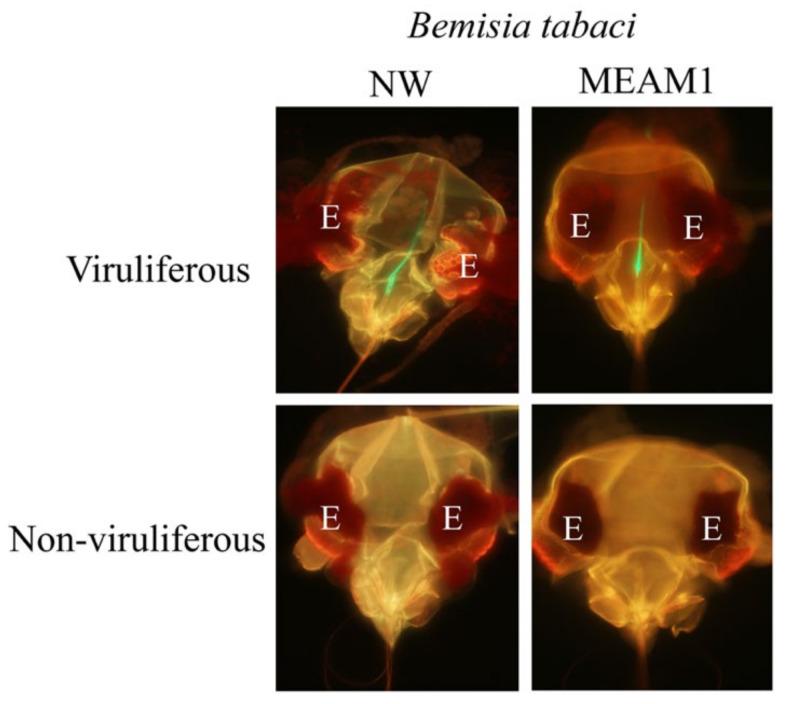 https://cdn.ncbi.nlm.nih.gov/pmc/blobs/bae1/8402701/af5fdcb92bc5/viruses-13-01578-g001.jpg