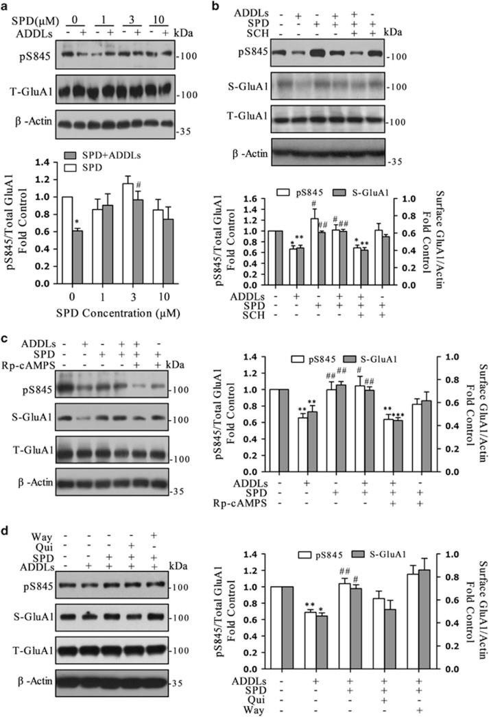https://cdn.ncbi.nlm.nih.gov/pmc/blobs/bae6/4670924/a2eae0f74eea/cddis2015315f5.jpg