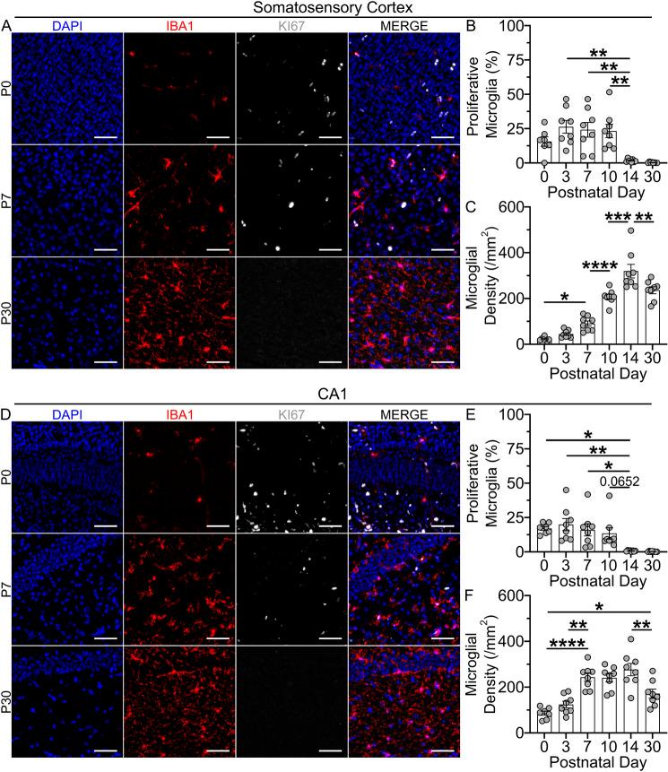 https://cdn.ncbi.nlm.nih.gov/pmc/blobs/bae7/12239217/bc8bae792db7/develop-152-204610-g1.jpg