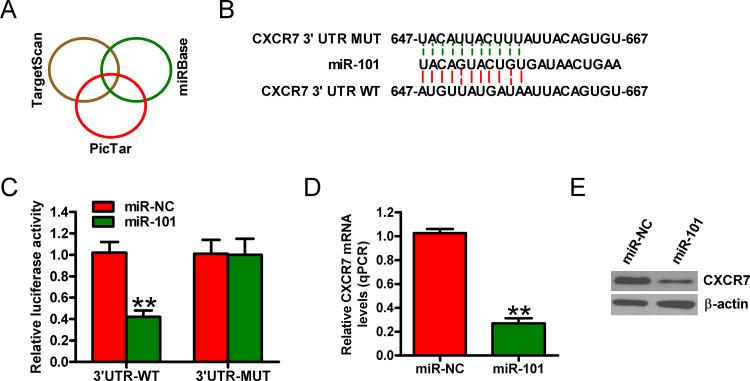 https://cdn.ncbi.nlm.nih.gov/pmc/blobs/bae9/7848401/a147415c16b9/OR-27-0997-g003.jpg