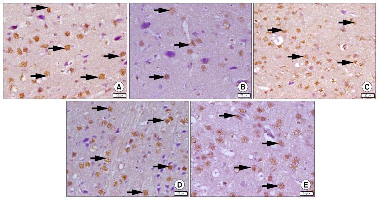 https://cdn.ncbi.nlm.nih.gov/pmc/blobs/baeb/5155719/cb68da51bb7b/ijsc-9-230f3.jpg