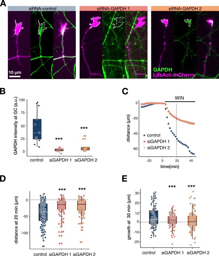 https://cdn.ncbi.nlm.nih.gov/pmc/blobs/baf2/10616508/f5d007aec835/JCB_202206133_Fig4.jpg