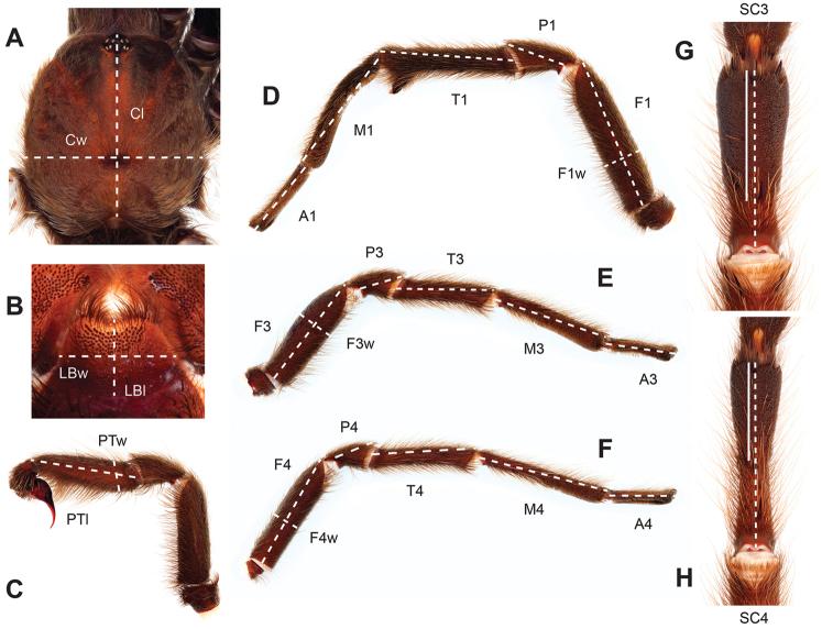 https://cdn.ncbi.nlm.nih.gov/pmc/blobs/baf5/4768370/0808e6856310/zookeys-560-001-g003.jpg