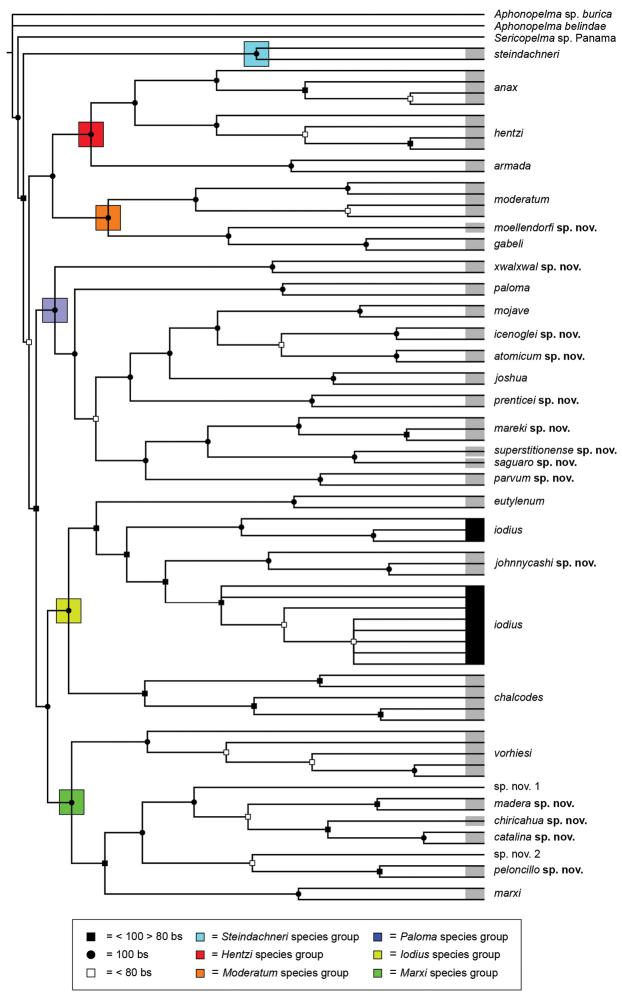https://cdn.ncbi.nlm.nih.gov/pmc/blobs/baf5/4768370/5e7c3d6ce509/zookeys-560-001-g008.jpg