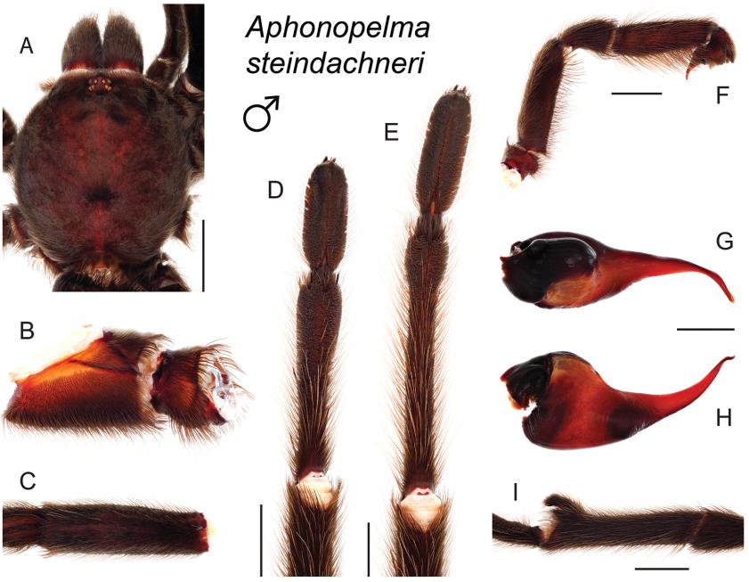 https://cdn.ncbi.nlm.nih.gov/pmc/blobs/baf5/4768370/7adfd5f85a6d/zookeys-560-001-g134.jpg