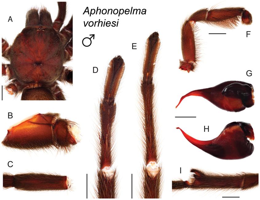 https://cdn.ncbi.nlm.nih.gov/pmc/blobs/baf5/4768370/a24131e71f1a/zookeys-560-001-g143.jpg