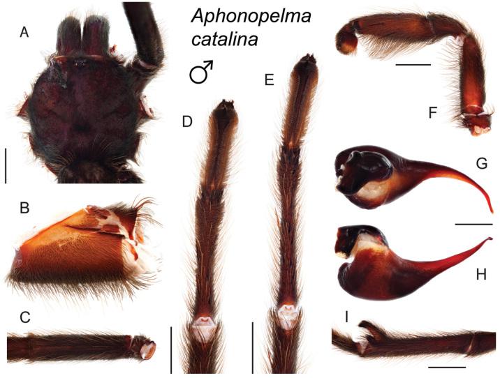 https://cdn.ncbi.nlm.nih.gov/pmc/blobs/baf5/4768370/a87c0151f5fd/zookeys-560-001-g026.jpg