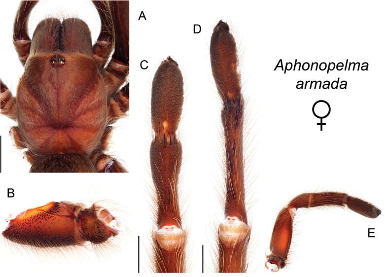 https://cdn.ncbi.nlm.nih.gov/pmc/blobs/baf5/4768370/aabd994ccf2d/zookeys-560-001-g017.jpg