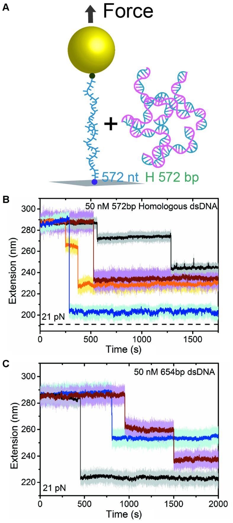 https://cdn.ncbi.nlm.nih.gov/pmc/blobs/baf5/5622322/4c579ca35dac/gkx628fig1.jpg