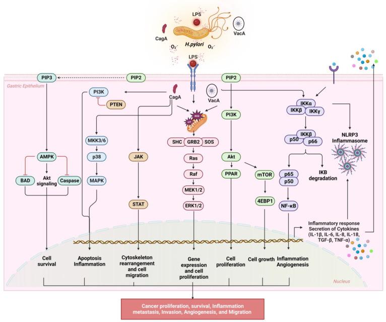 https://cdn.ncbi.nlm.nih.gov/pmc/blobs/baf6/10525271/919f5ad058a4/antioxidants-12-01712-g002.jpg