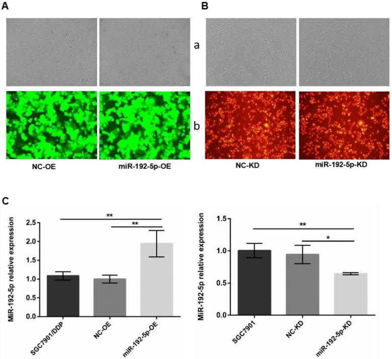 https://cdn.ncbi.nlm.nih.gov/pmc/blobs/baf7/6400793/55bc6c8f78d9/jcav10p1039g003.jpg