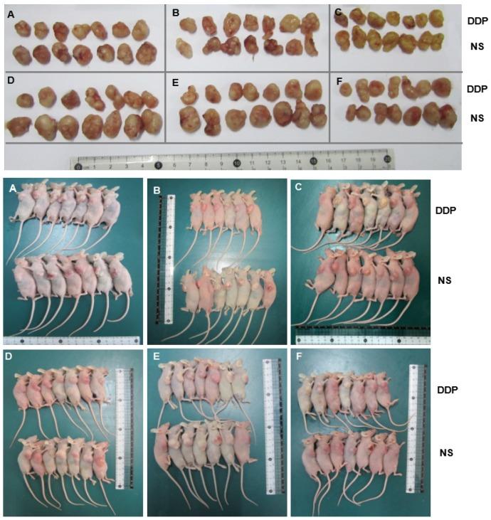 https://cdn.ncbi.nlm.nih.gov/pmc/blobs/baf7/6400793/579732ec9465/jcav10p1039g006.jpg