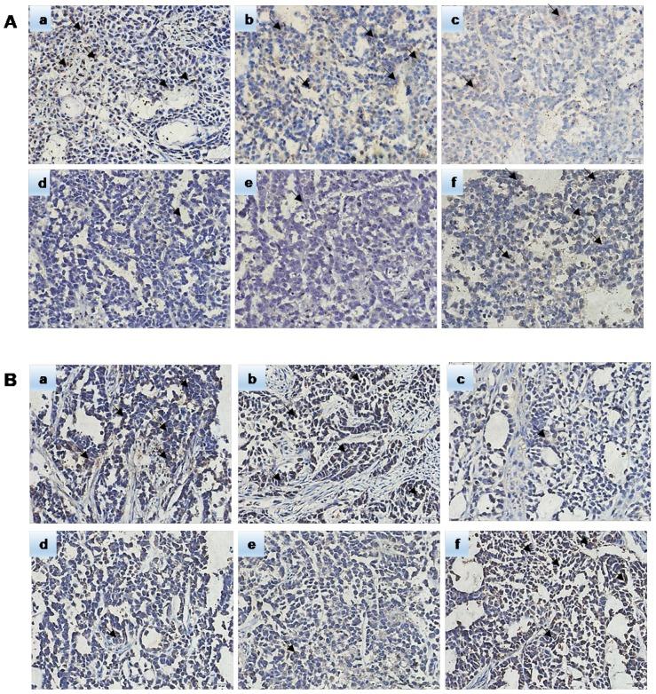 https://cdn.ncbi.nlm.nih.gov/pmc/blobs/baf7/6400793/a3b8d27da6be/jcav10p1039g010.jpg
