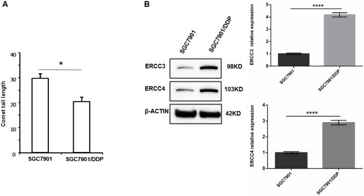 https://cdn.ncbi.nlm.nih.gov/pmc/blobs/baf7/6400793/e21dd5a50780/jcav10p1039g001.jpg