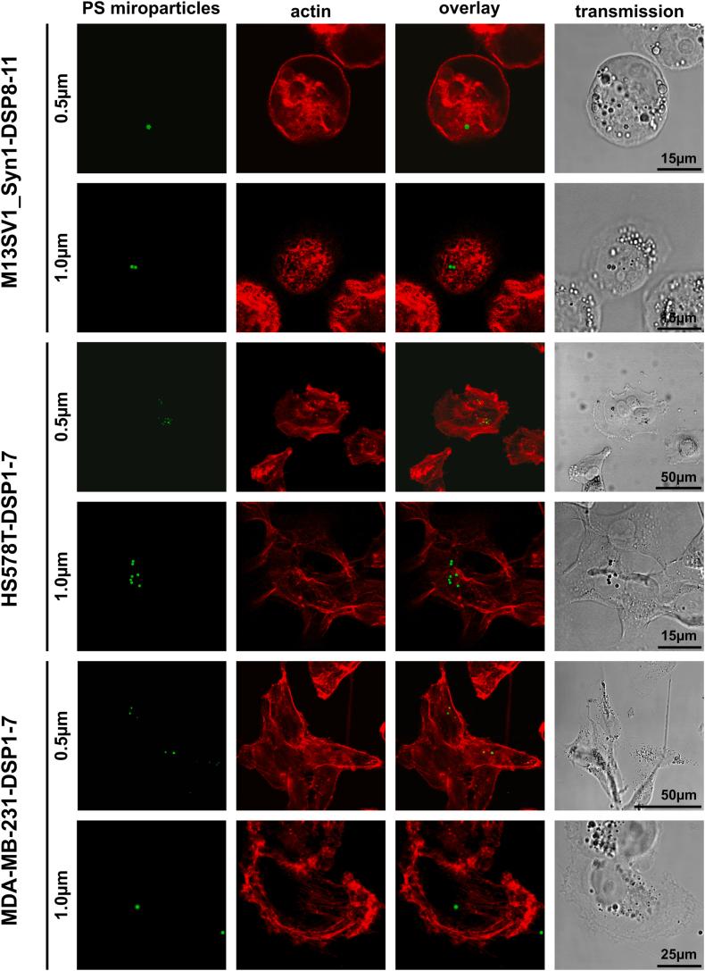 https://cdn.ncbi.nlm.nih.gov/pmc/blobs/baf8/11497447/3c2a5a90ef93/gr2.jpg