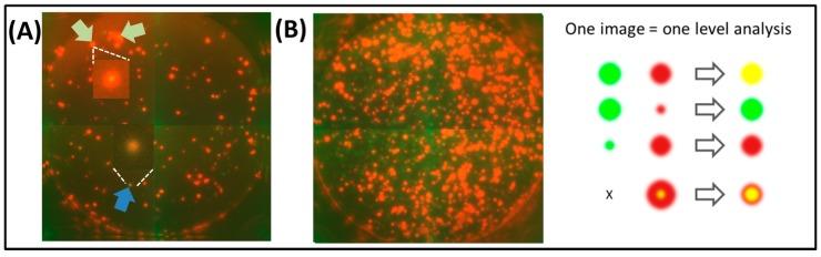 https://cdn.ncbi.nlm.nih.gov/pmc/blobs/baf8/4276915/3e9dff20580e/cells-03-01102-g002.jpg