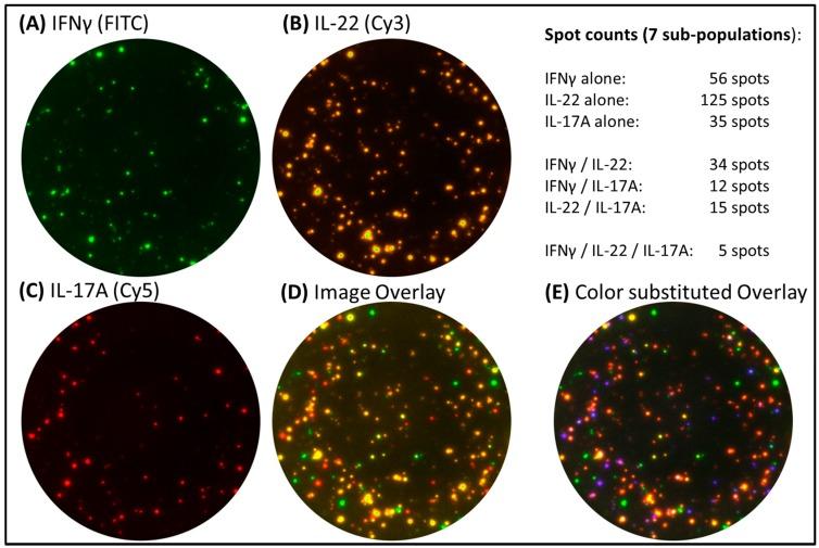 https://cdn.ncbi.nlm.nih.gov/pmc/blobs/baf8/4276915/bd9dc71ea103/cells-03-01102-g007.jpg
