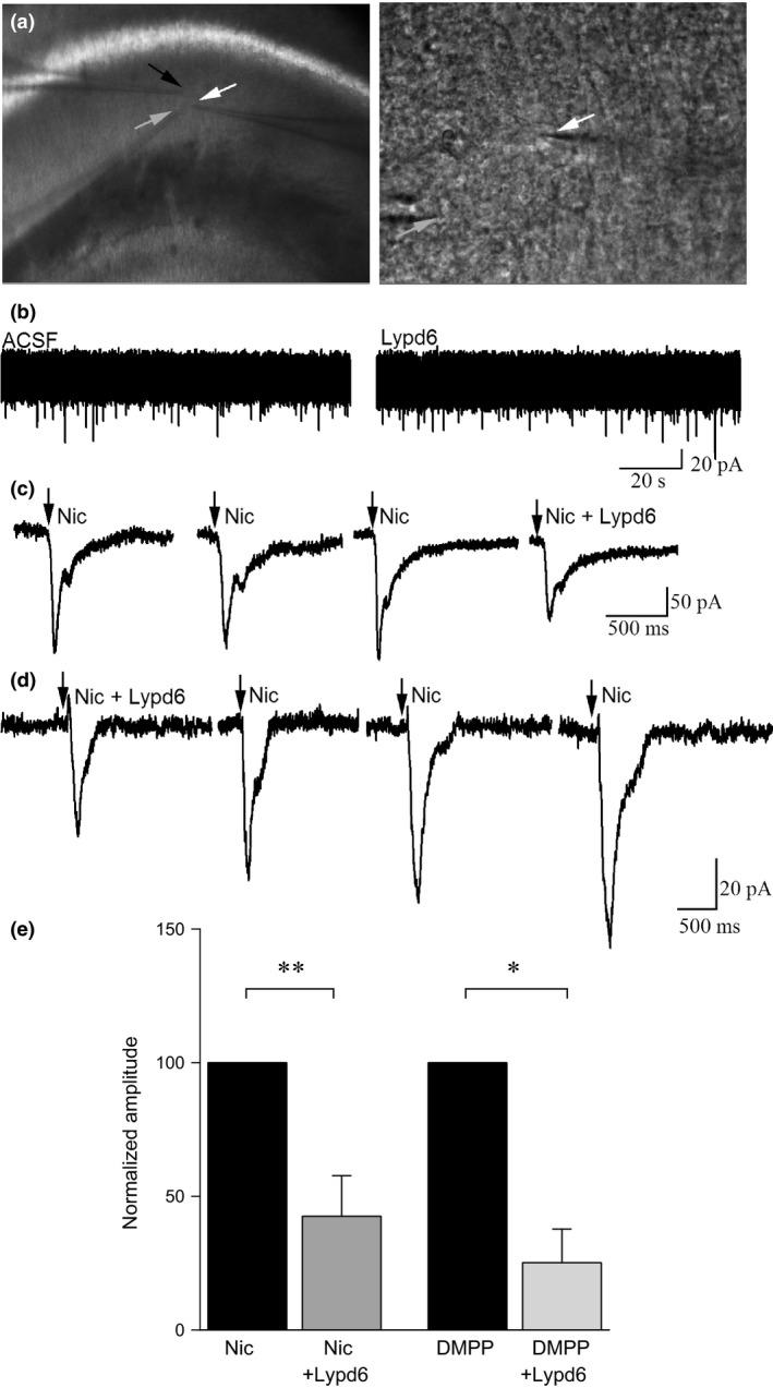 https://cdn.ncbi.nlm.nih.gov/pmc/blobs/baf8/5264218/f1e5bf183c65/JNC-138-806-g004.jpg