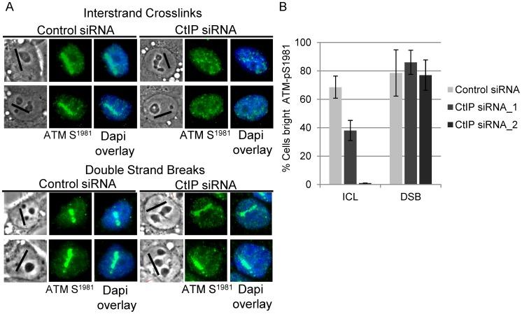 https://cdn.ncbi.nlm.nih.gov/pmc/blobs/bafa/3493458/6bce6643f7a2/pgen.1003050.g004.jpg