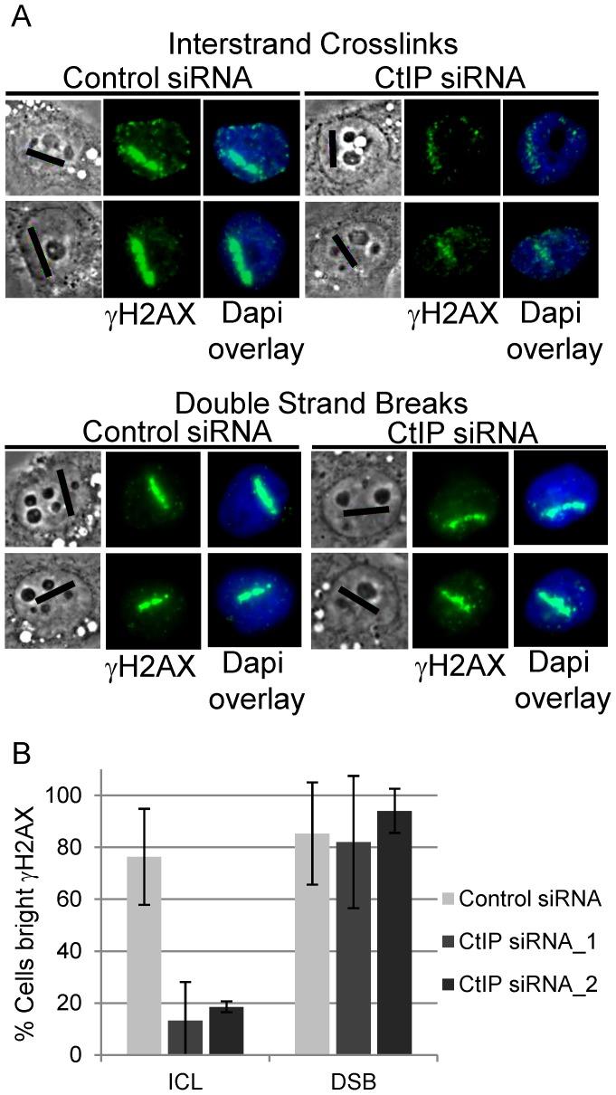 https://cdn.ncbi.nlm.nih.gov/pmc/blobs/bafa/3493458/8f71ec7c69ec/pgen.1003050.g003.jpg