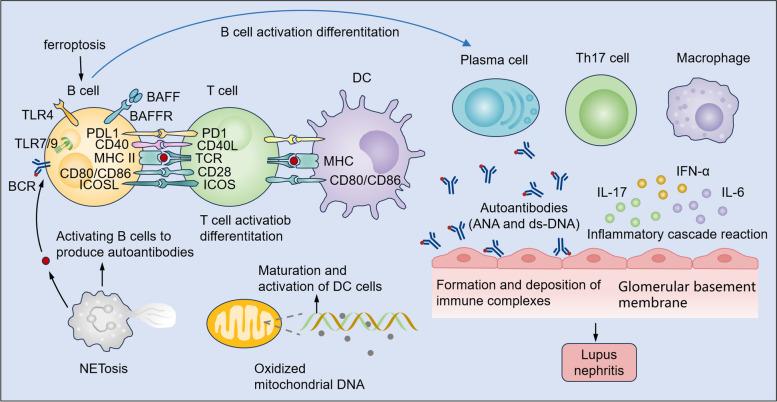 https://cdn.ncbi.nlm.nih.gov/pmc/blobs/bafc/11522254/e736f258ca1a/43556_2024_217_Fig2_HTML.jpg