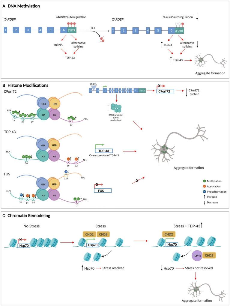 https://cdn.ncbi.nlm.nih.gov/pmc/blobs/bb03/11405384/5f6730082387/fnmol-17-1417961-g001.jpg