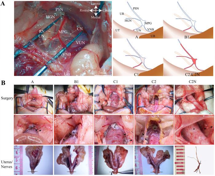https://cdn.ncbi.nlm.nih.gov/pmc/blobs/bb03/11469490/81469896d68b/pone.0311559.g001.jpg