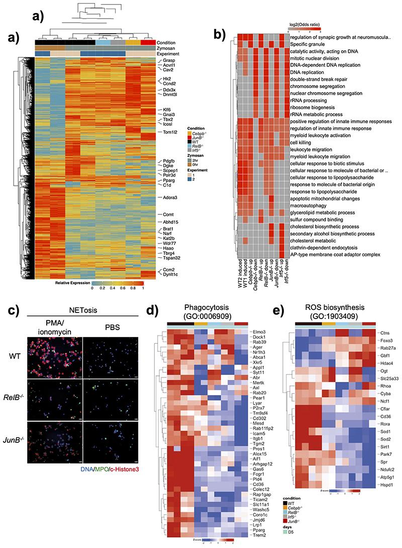 https://cdn.ncbi.nlm.nih.gov/pmc/blobs/bb09/7611586/5fc6eddc753b/EMS127176-f015.jpg
