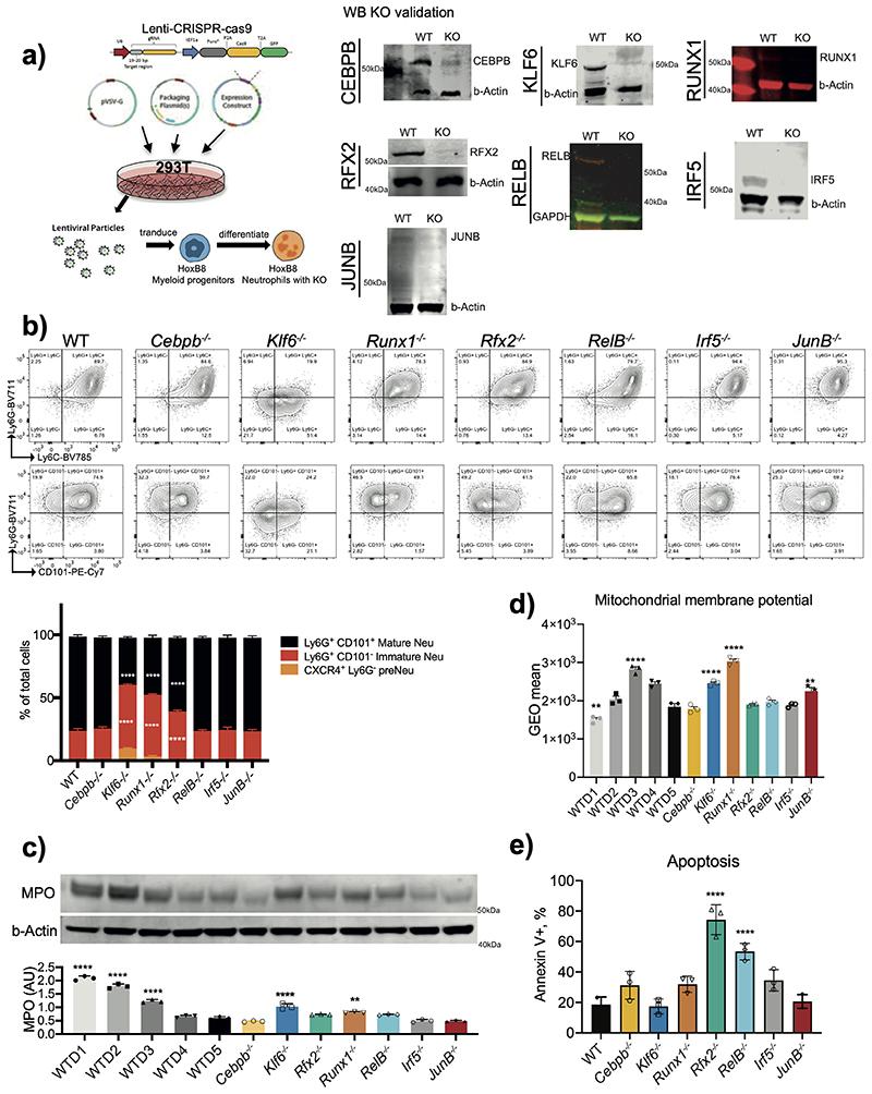 https://cdn.ncbi.nlm.nih.gov/pmc/blobs/bb09/7611586/d4594b2e5305/EMS127176-f012.jpg