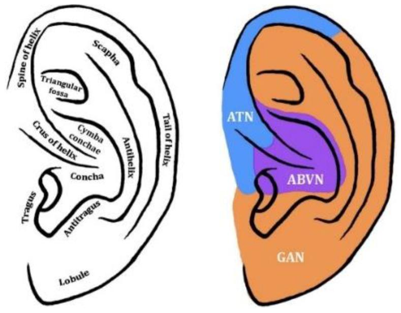 https://cdn.ncbi.nlm.nih.gov/pmc/blobs/bb12/10886536/ff460829f16f/biomedicines-12-00407-g003.jpg