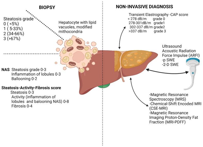 https://cdn.ncbi.nlm.nih.gov/pmc/blobs/bb17/11050387/7f6d3a7c417d/ijms-25-04201-g002.jpg