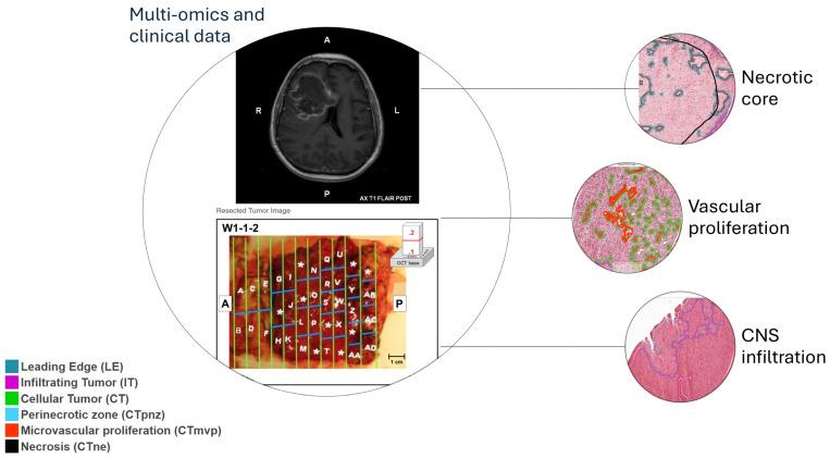 https://cdn.ncbi.nlm.nih.gov/pmc/blobs/bb1b/11544881/f2300d3cac77/cells-13-01754-g001.jpg