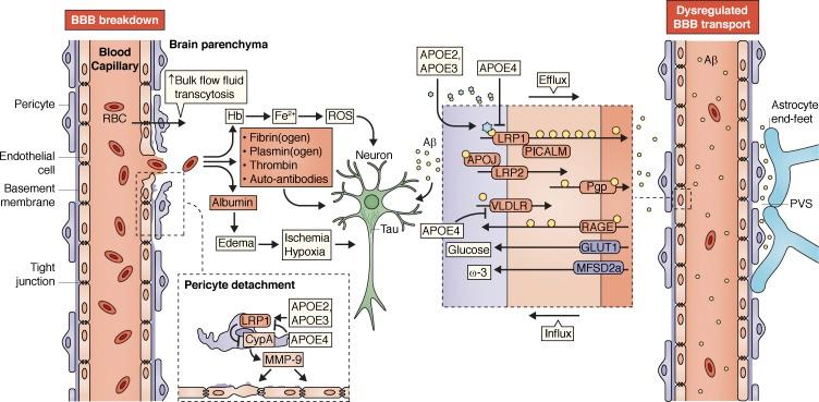 https://cdn.ncbi.nlm.nih.gov/pmc/blobs/bb1c/5679168/70c9382a2dc5/JEM_20171406_Fig1.jpg
