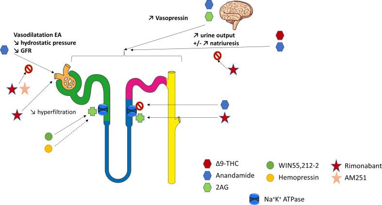 https://cdn.ncbi.nlm.nih.gov/pmc/blobs/bb1e/8293381/652beebaf6d7/fendo-12-720734-g002.jpg