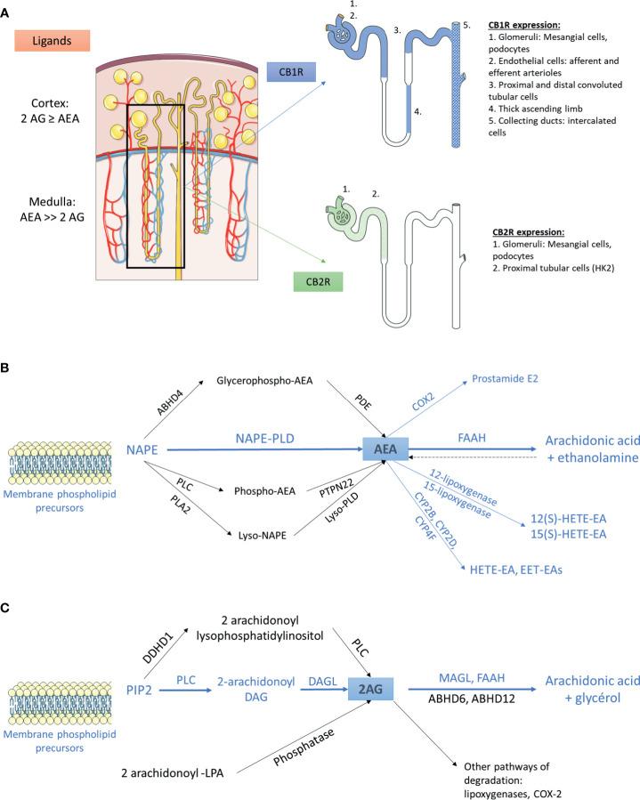 https://cdn.ncbi.nlm.nih.gov/pmc/blobs/bb1e/8293381/71b1e5e27cb2/fendo-12-720734-g001.jpg