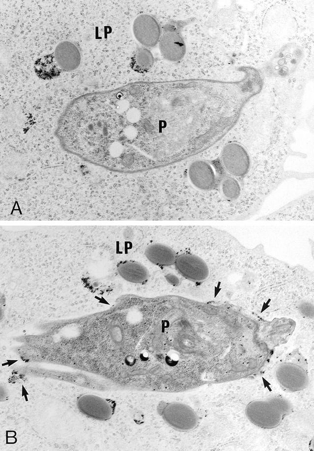 https://cdn.ncbi.nlm.nih.gov/pmc/blobs/bb22/2196352/f275a1fc7595/JEM.962224f4.jpg